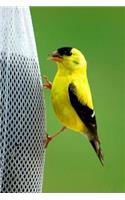 New Jersey State Bird - American Goldfinch Journal: 150 Page Lined Notebook/Diary