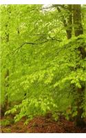 Spring Green Leaves in a Beech Tree Forest Journal: 150 Page Lined Notebook/Diary