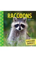 Raccoons