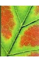 Plant Physiology