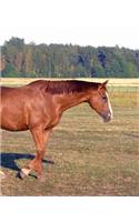 Horse Photo School Composition Book Equine Itchy Horse