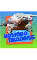 Komodo Dragons