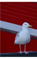 Seagull at the Marina Bird Journal: 150 Page Lined Notebook/Diary
