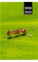 Ant Insect Myrmecology Week Planner Weekly Organizer Calendar 2020 / 2021 - Explore the Leaf: Cute Wildlife Animal Pet Bullet Journal Notebook Diary in 6" x 9" Inch Pocket Size