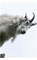 Goat Notebook
