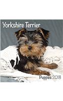 Yorkshire Terrier Puppies M