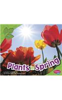 All About Spring Plants in Spring