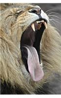 African Lion Yawn - Open Up and Say Ahhh! Journal: 150 page lined notebook/diary