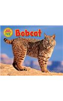 Bobcat