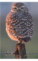 Owl Notebook