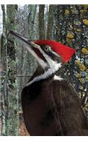 Pileated Woodpecker Blank Journal