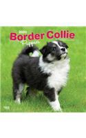 Border Collie Puppies 2020 Square