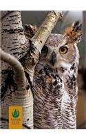 Owls Boxed Notecards