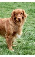 Nova Scotia Duck Tolling Retriever: Artified Pets Dog Journal/Notebook/Diary With Wraparound Cover Image