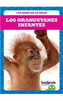 Los Orangutanes Infantes (Orangutan Infants)