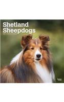 Shetland Sheepdogs 2020 Square Wall Calendar