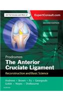 Anterior Cruciate Ligament