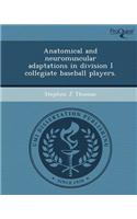 Anatomical and Neuromuscular Adaptations in Division I Collegiate Baseball Players