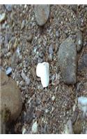 Journal Beach Seashell Heart