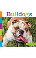 Bulldogs: (Seedlings)