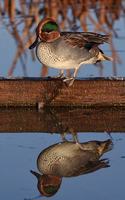 Notebook: animal pond water duck reflection