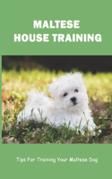 Maltese House Training