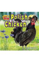 Polish Chicken