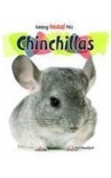 Chinchillas