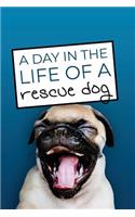 Day in the Life of a Rescue Dog