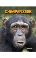 Chimpanzees