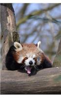 Mind Blowing Cute Tired Red Panda 150 Page lined journal: 150 page lined journal
