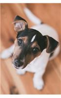 Jack Russell Love: 150 page lined 6? x 9? notebook/diary/journal