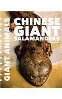 Chinese Giant Salamanders
