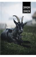 Goat Farmer Farming Herder Goatherd Week Planner Weekly Organizer Calendar 2020 / 2021 - Resting on Meadow