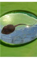Tadpole in a Rain Drop Journal: Take Notes, Write Down Memories in this 150 Page Lined Journal