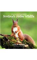 Draw Your Own Encyclopaedia Scotland's Native Wildlife