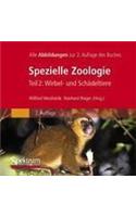 Bild-DVD, Westheide/Rieger (Hrsg), Spezielle Zoologie, Teil 2: Wirbel- Oder Sch Deltiere