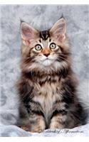 Maine Coon Kitten Workbook of Affirmations Maine Coon Kitten Workbook of Affirmations: Bullet Journal, Food Diary, Recipe Notebook, Planner, to Do List, Scrapbook, Academic Notepad: Bullet Journal, Food Diary, Recipe Notebook, Planner, to Do List, Scrapbook, Academic Notepad