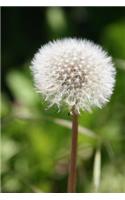 Fluffy Dandelion Journal: 150 Page Lined Notebook/Diary