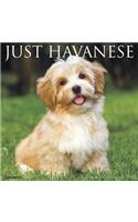 HAVENESE 2020 WALL CALENDAR