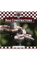Boa Constrictors