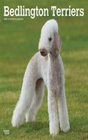 BEDLINGTON TERRIERS 2020 SQUARE WALL CAL