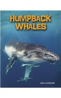 Humpback Whales