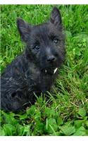 Tiny Cairn Terrier Puppy Dog in the Grass Journal: Take Notes, Write Down Memories in this 150 Page Lined Journal