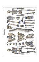 Osteography Composition Notebook