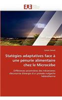 Statégies Adaptatives Face À Une Pénurie Alimentaire Chez Le Microcèbe