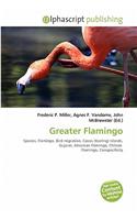 Greater Flamingo