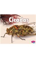 Cicadas