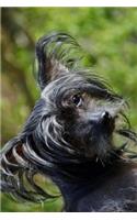 Black Chinese Crested Dog Portrait Journal: 150 page lined notebook/diary