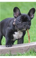 French Bulldog Journal